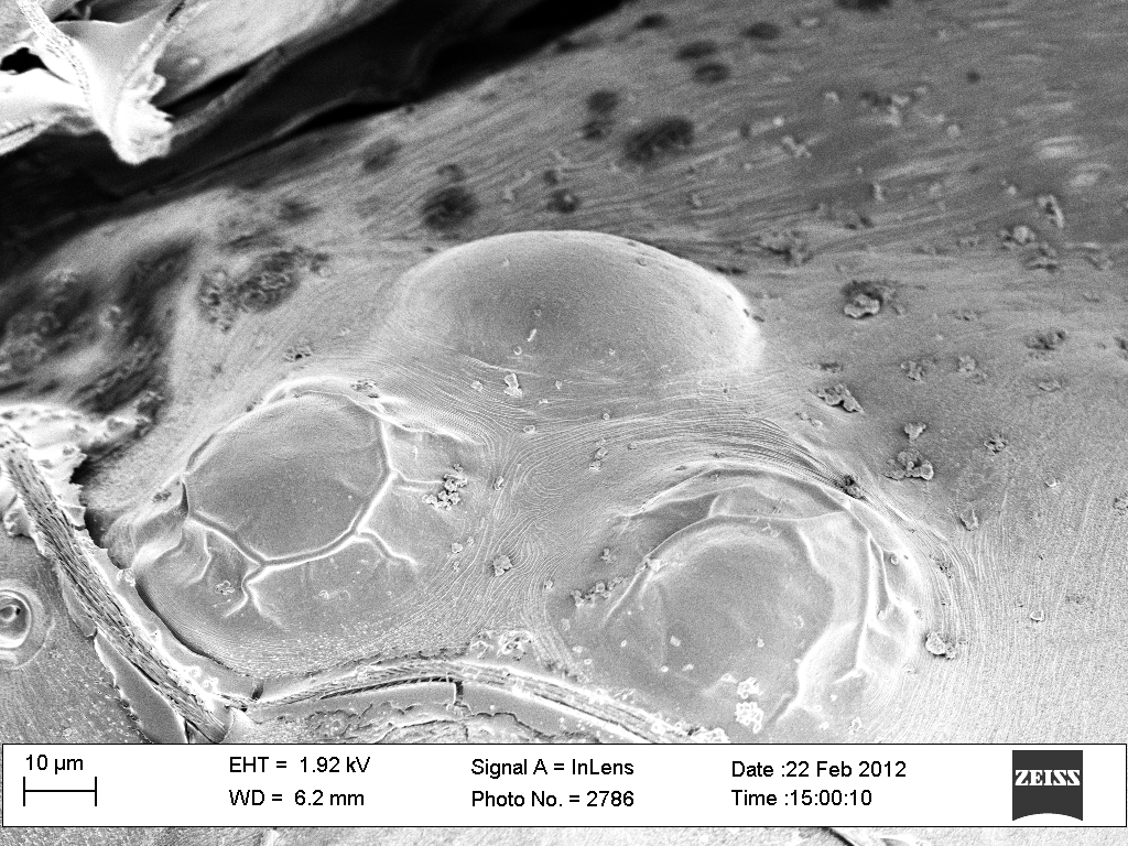 WCFTO: Nano SEM pictures